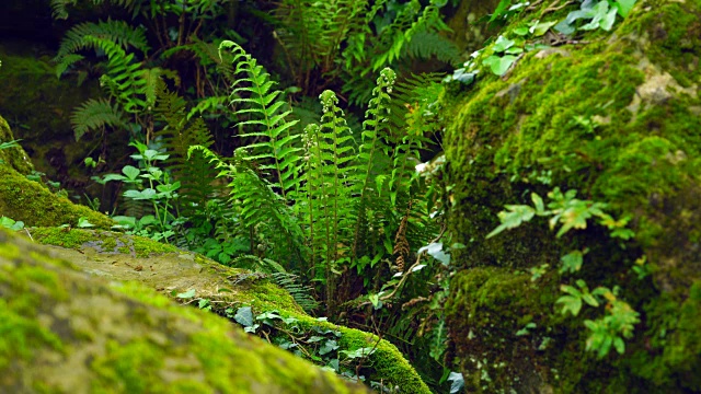 森林中蕨类植物的细节视频素材