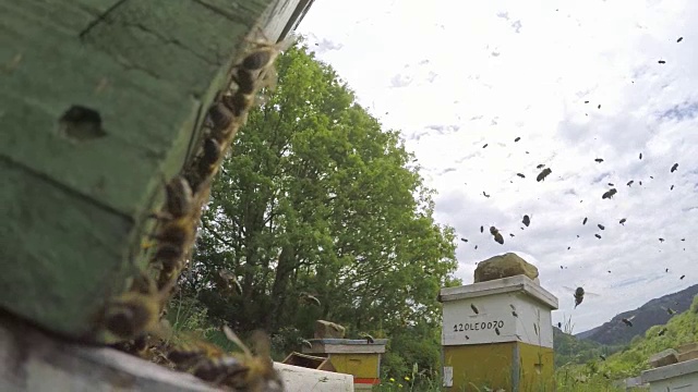 蜂箱和蜜蜂飞来飞去视频素材