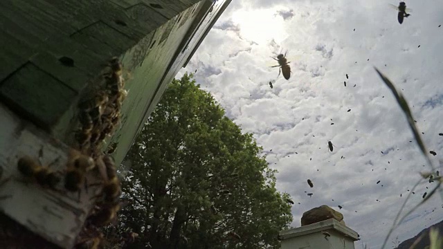 蜜蜂在背光下靠近蜂巢飞行视频素材