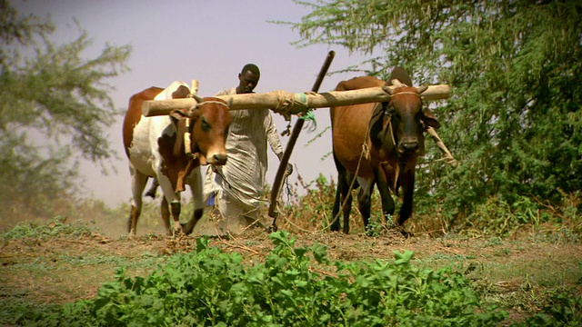 一名男子用牛在喀土穆附近的河岸上耕种庄稼。视频下载