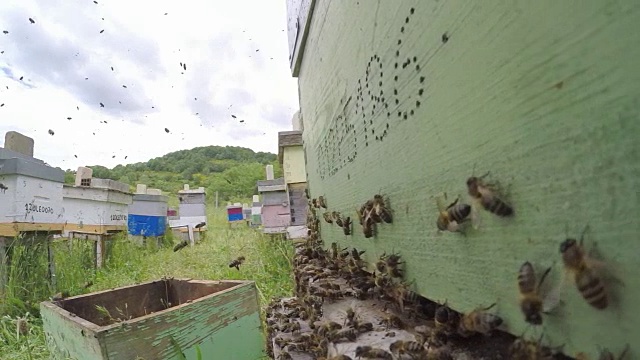 蜜蜂降落在蜂巢视频素材