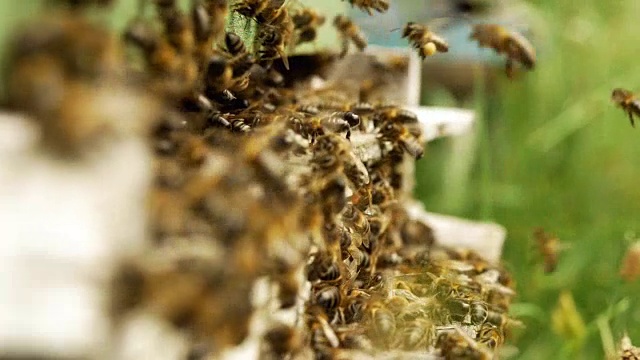 蜜蜂在家里着陆视频素材