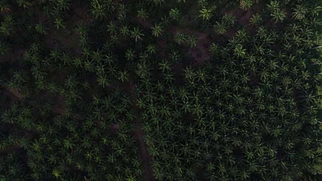 航拍显示棕榈油种植规模视频素材