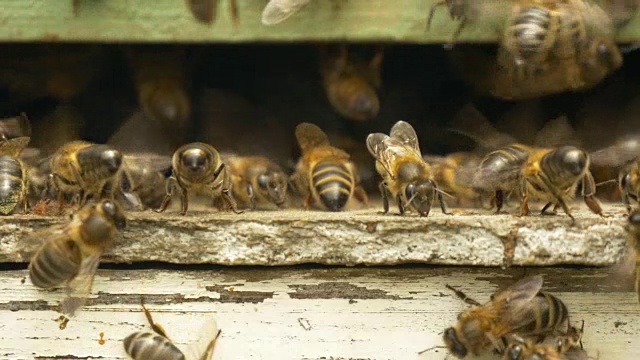 蜜蜂近距离观察蜂箱视频素材