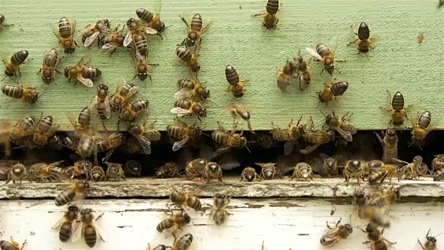 蜂箱里的蜜蜂视频素材