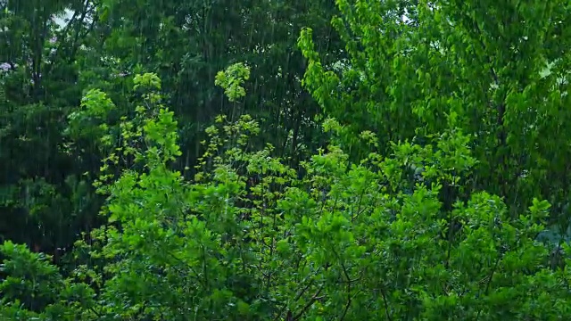 森林里下着大雨视频素材