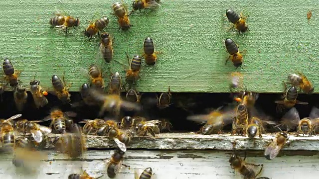 蜜蜂进入他的蜂巢视频素材