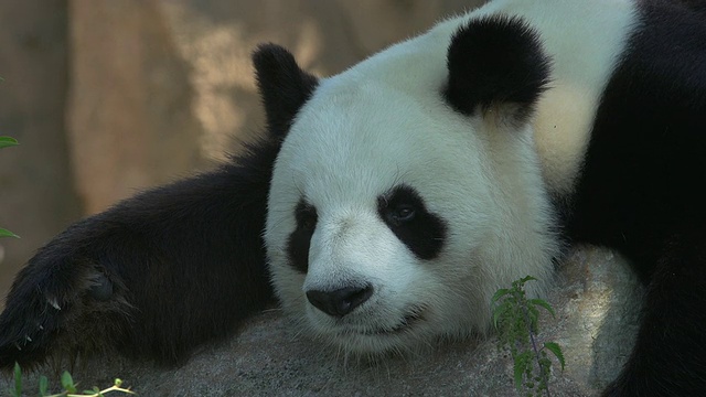 大熊猫，大熊猫，成年休息，实时视频素材