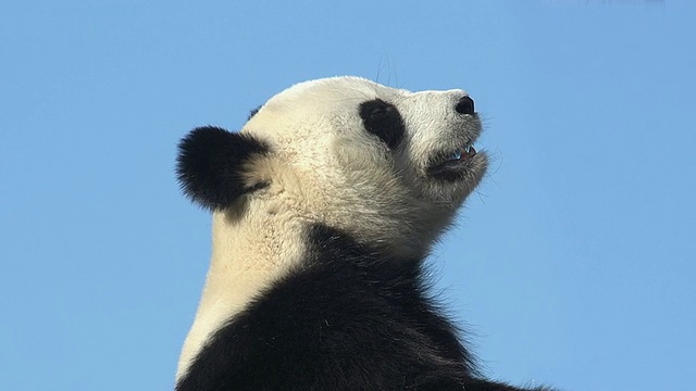 大熊猫，ailuropoda melanoleuca，成年人对着蓝天打哈欠的肖像，实时视频购买