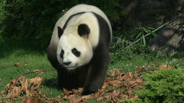 大熊猫，ailuropoda melanoleuca成年行走，实时视频素材