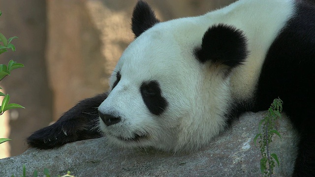 大熊猫，大熊猫，成年休息，实时视频素材