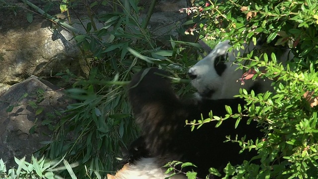 大熊猫，大熊猫，成年吃竹叶，实时视频素材