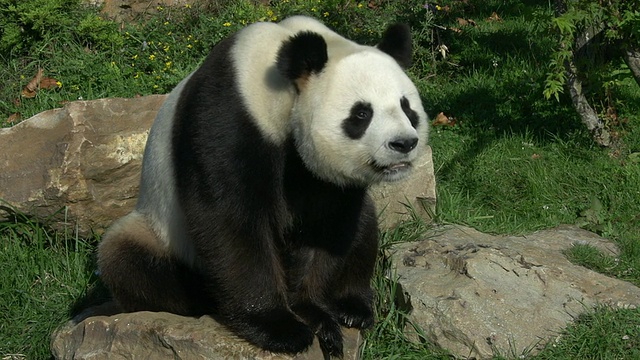 大熊猫，ailuropoda melanoleuca，成年坐姿，实时视频素材