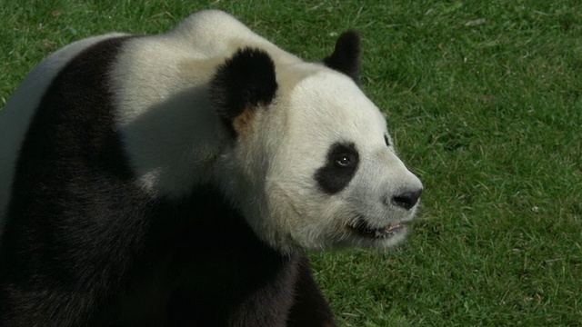 大熊猫，大熊猫，成年，实时视频素材