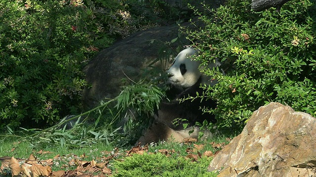 大熊猫，大熊猫，成年吃竹叶，实时视频素材