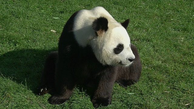 大熊猫，大熊猫，成年坐着，环顾四周，实时视频素材