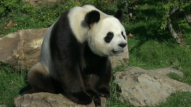 大熊猫，ailuropoda melanoleuca，成年坐姿，实时视频购买