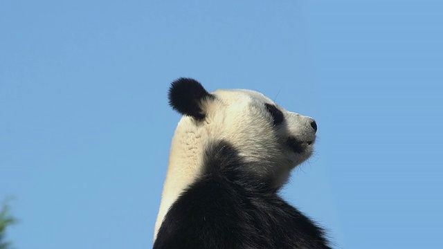 大熊猫，ailuropoda melanoleuca，成人对蓝天的肖像，实时视频素材