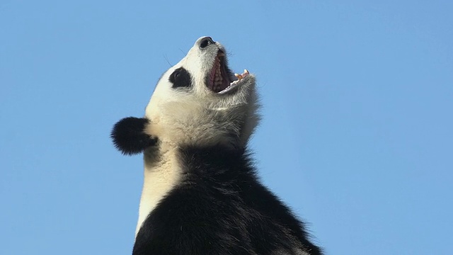 大熊猫，ailuropoda melanoleuca，成年人对着蓝天打哈欠的肖像，实时视频素材