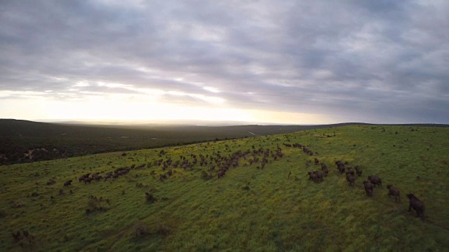 飞过一群奔跑的水牛视频素材
