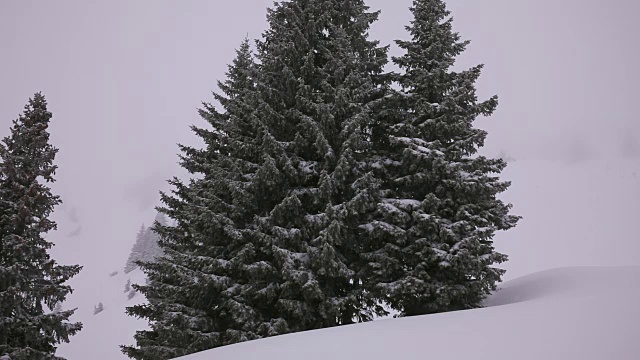 雪下得很大。松树。视频下载