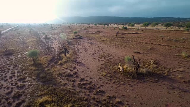 孤独的狮子在丛林中漫步视频素材
