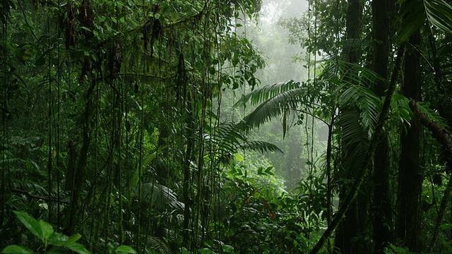 宽镜头拍摄浓密的雨林/ Arenal，哥斯达黎加视频素材