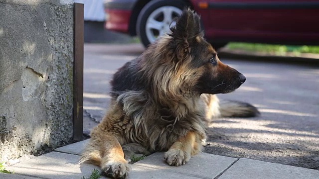 守卫院子的德国牧羊犬。狗在阴凉处休息。视频素材