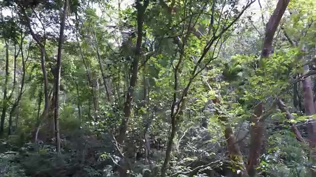 榕树和森林，普吉岛，泰国。视频下载
