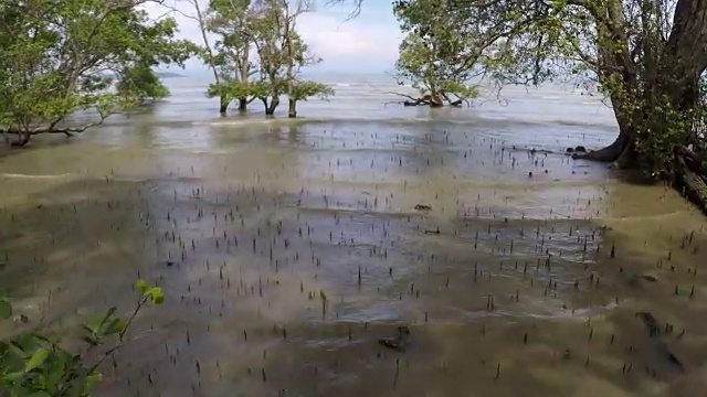 泰国普吉岛红树林视频下载