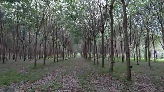 橡胶树种植园，普吉岛，泰国视频下载
