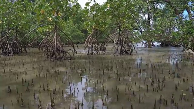 泰国普吉岛红树林视频下载
