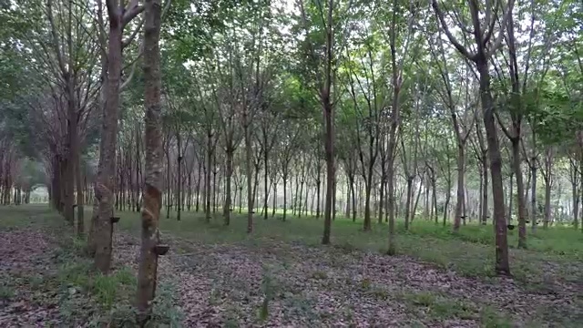 橡胶树种植园，普吉岛，泰国视频下载