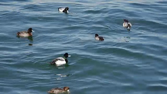 海鸭在潜水觅食。视频下载