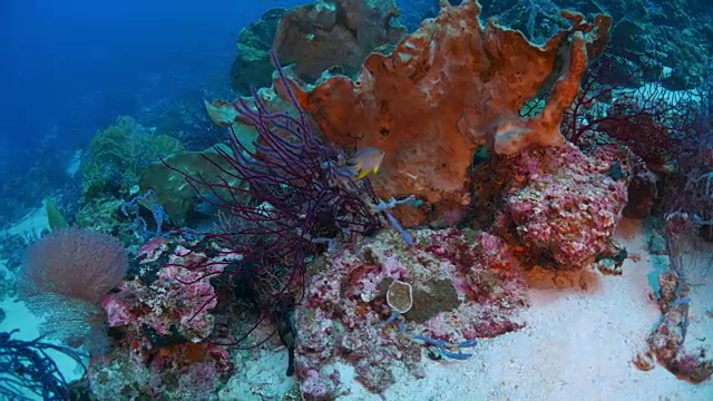 海绵，珊瑚，海底珊瑚礁视频素材