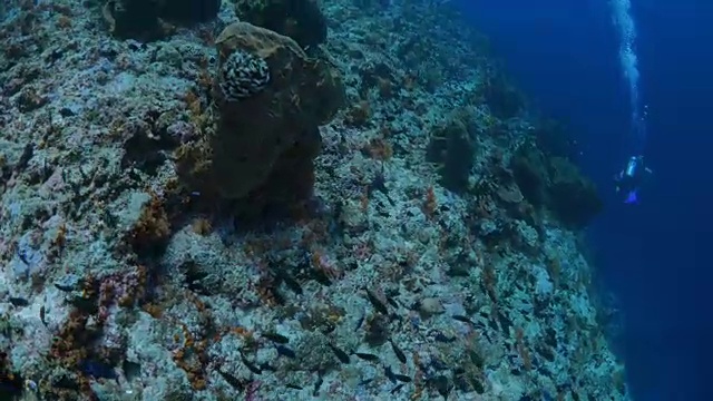 珊瑚礁里的巨型海绵，戴着水肺潜水视频素材