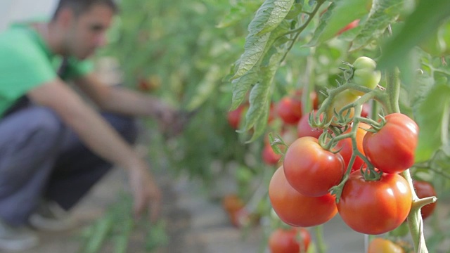 番茄温室视频素材