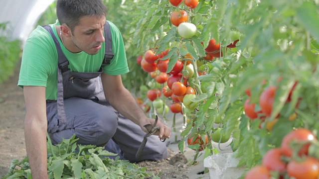 在温室里照料西红柿的农民视频素材