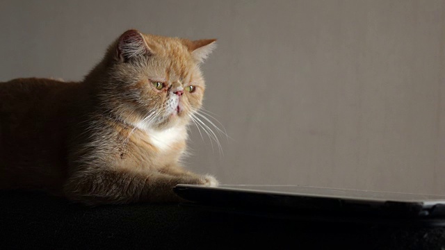 4K:可爱的猫咪玩数码平板电脑视频素材