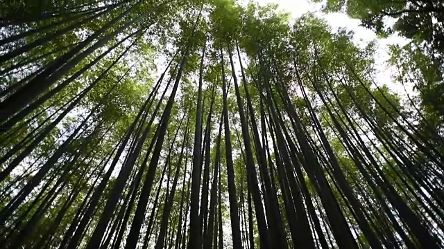 低角度的竹林全景视频素材