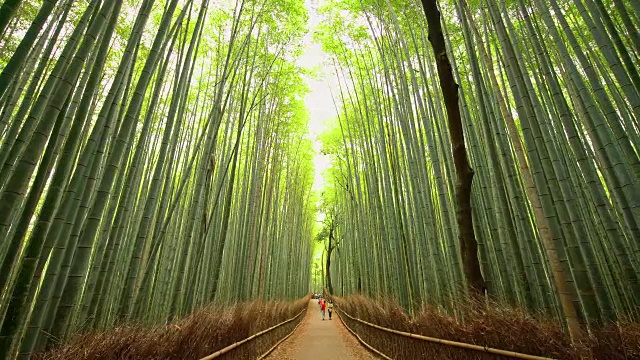 游客们正在欣赏日本令人惊叹的竹林视频下载
