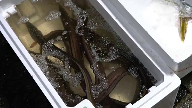 鲜鱼市场的活鳗鱼水箱视频下载
