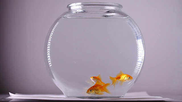 三只金鱼在一个碗里游泳视频素材