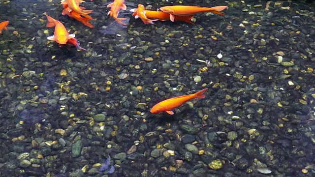 花式鲤鱼在游泳视频下载