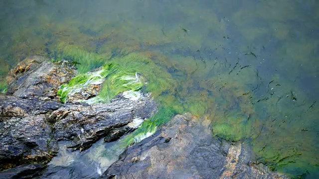 岩石背景上的海藻视频下载
