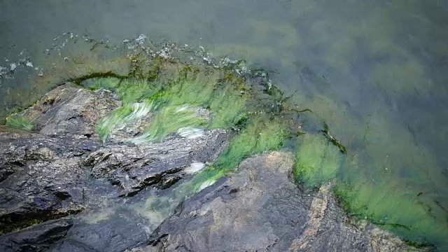 海藻在岩石上的慢动作视频下载