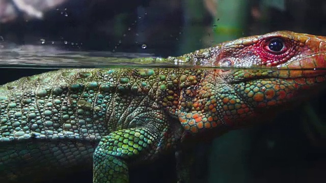 大蜥蜴沿着水池游泳视频下载