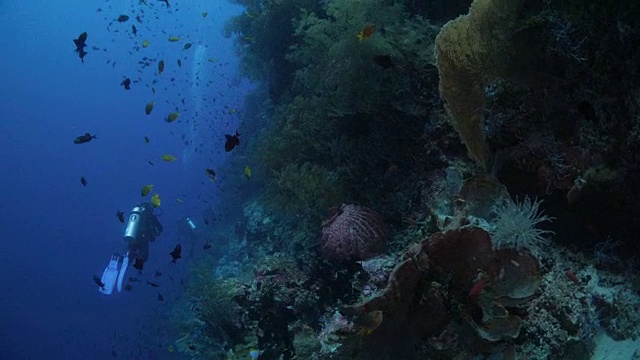 班达海暗礁下潜水者视频素材