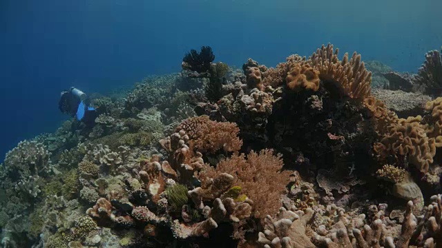 潜水者，珊瑚礁，热带海洋视频素材