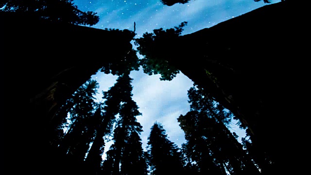 夜晚的天空-在树梢之上视频素材